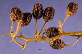   Fruits:   Berchemia   scandens ; Photo by J. Hernández, USDA-NRCS Plants Database
